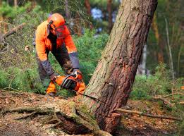 Trusted King Arthur Park, MT Tree Care  Experts